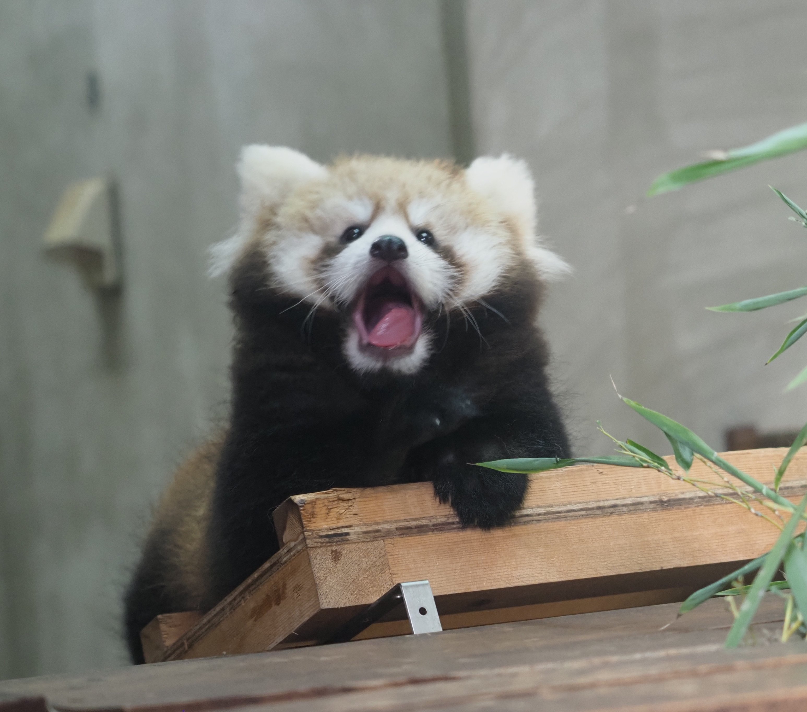 小熊猫 [赢牛奶]我宣布奶能就是最棒的！（捂住奶獭的耳朵【推：kyon_rp_】