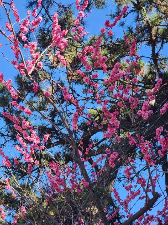 中山公园的桃花开了，鲜艳夺目，是春游漫步的好去处。
中山公园山下的散在的挑花开了