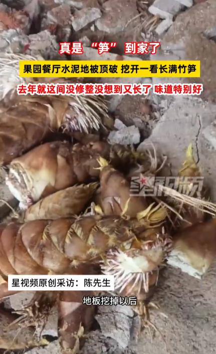 意外之喜，真是 “笋” 到家了！果园餐厅水泥地被顶破，挖开一看长满竹笋。这到底是