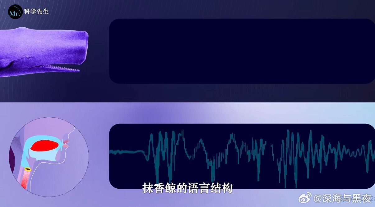 分享一个有趣的视频，图中有出处。说的是科学家录制水下抹香鲸的“咔哒”声音后分析发
