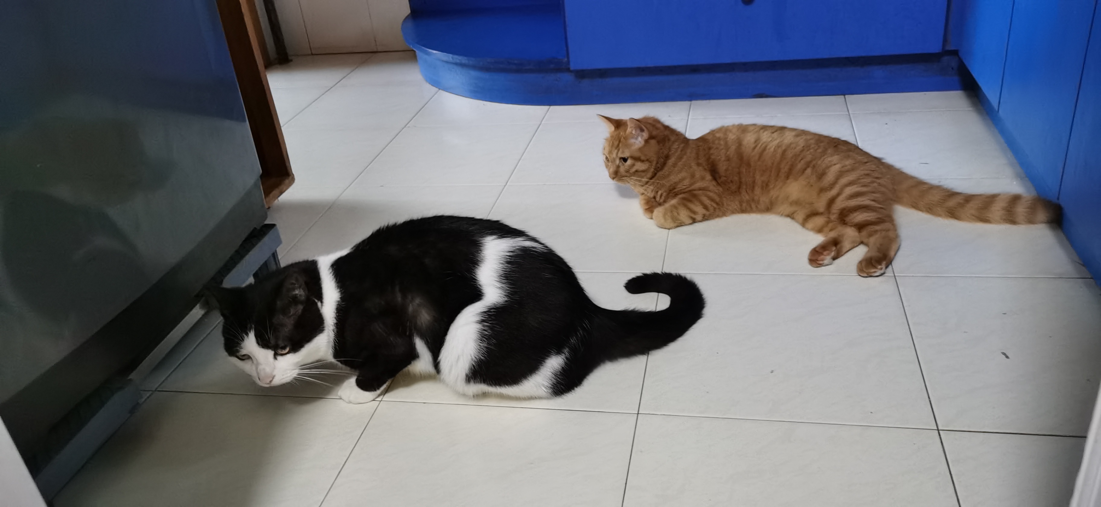 奶牛猫 他就这样趴着盯了洗衣机能有五分钟达瓦次仁 而他就这么跟着迷茫了五分钟四大