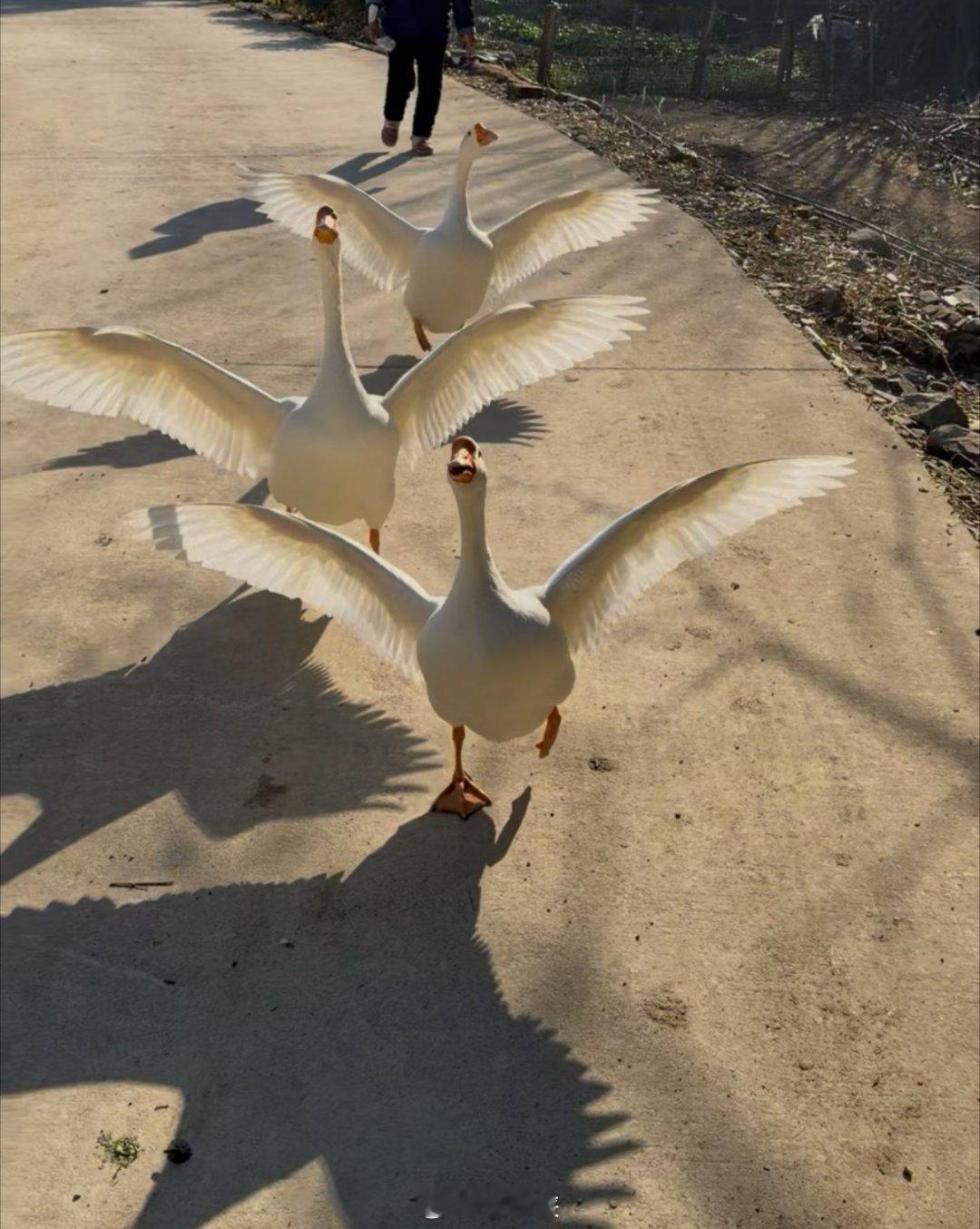 被3只大鹅撵着跑是一种什么体验？