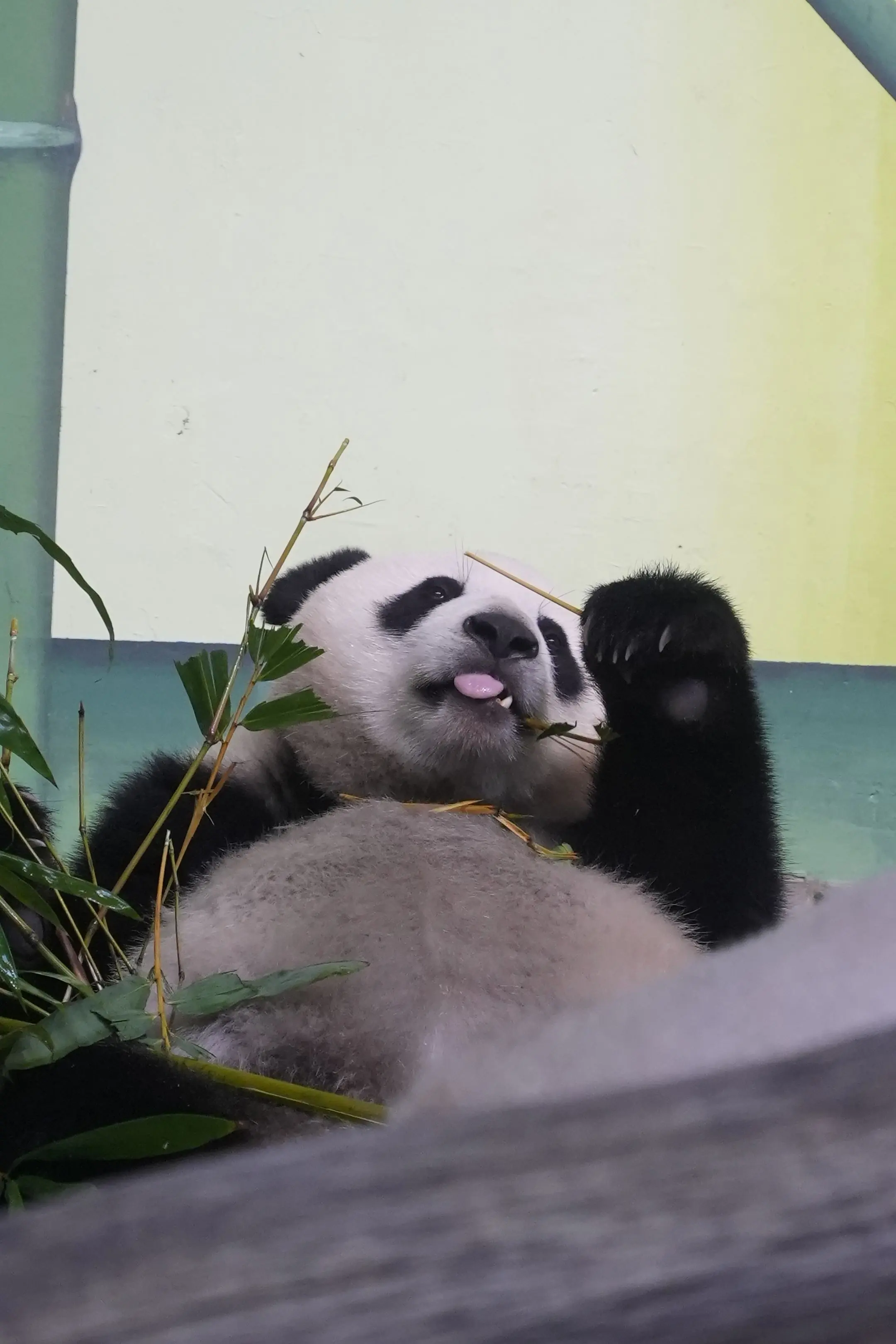 快2岁的小朋友——妹猪。