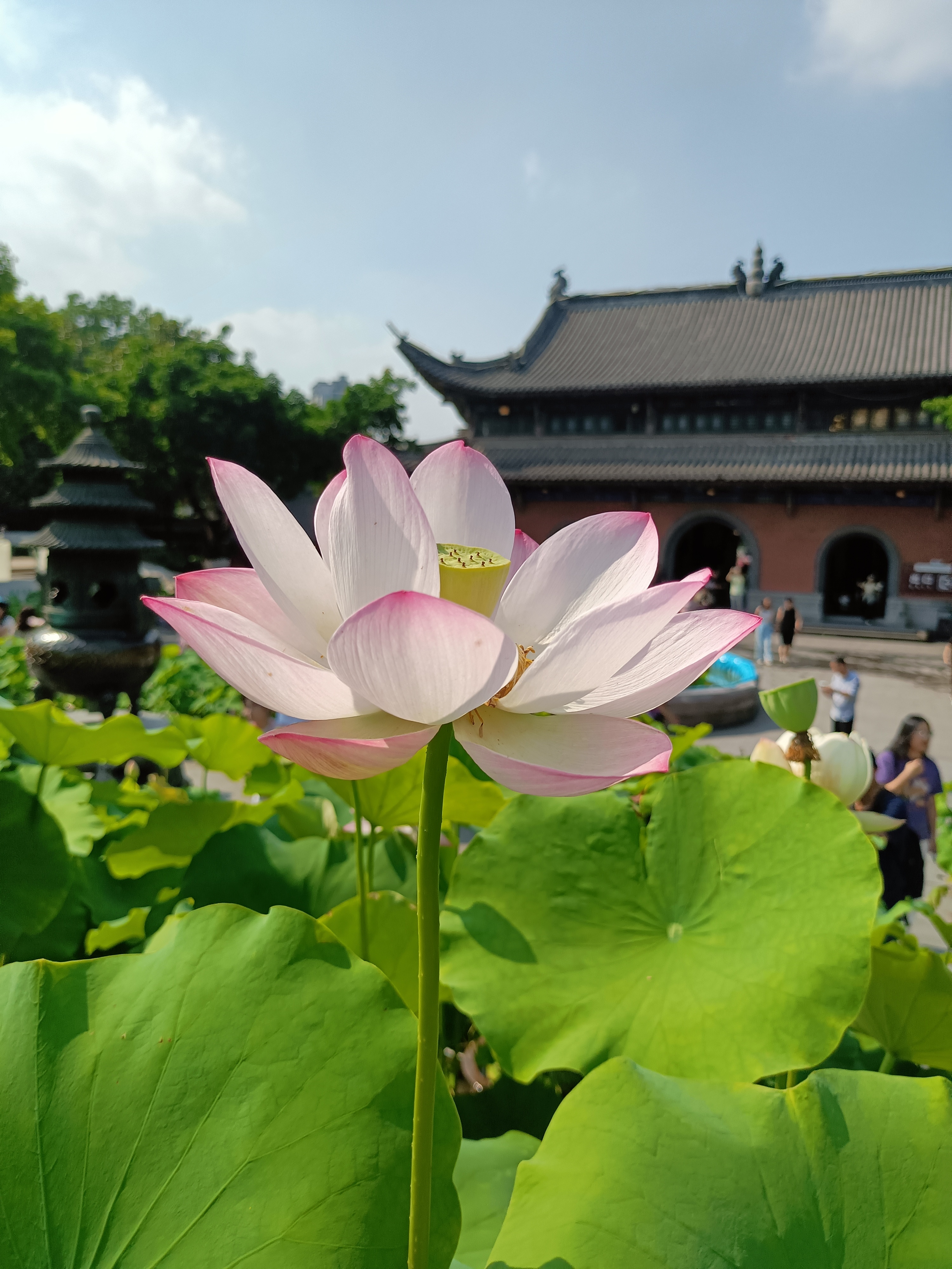 寄给仙草的明信片希望我们都好运莲莲仙草园