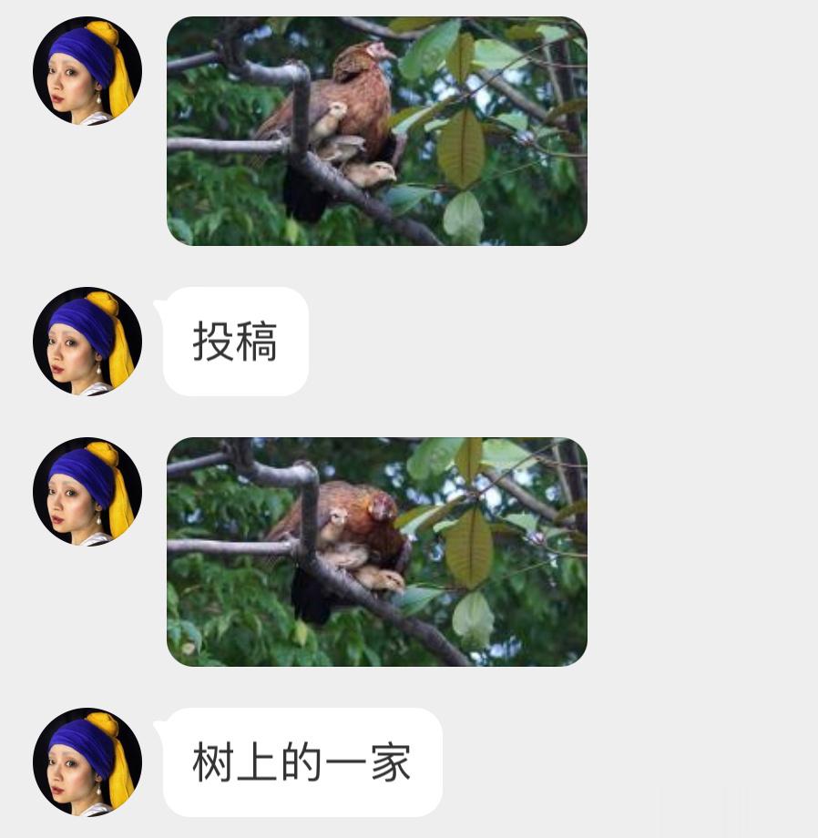 #鸟粉投稿# 红原鸡和它的崽崽躲在妈妈翅膀下好可爱[开学季]它们是野生鸟类（二级