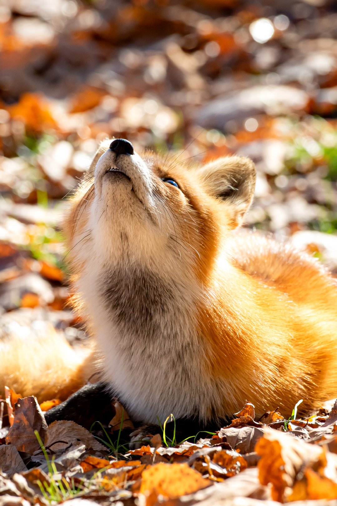 狐狐脖颈~©️palfy_sumari 