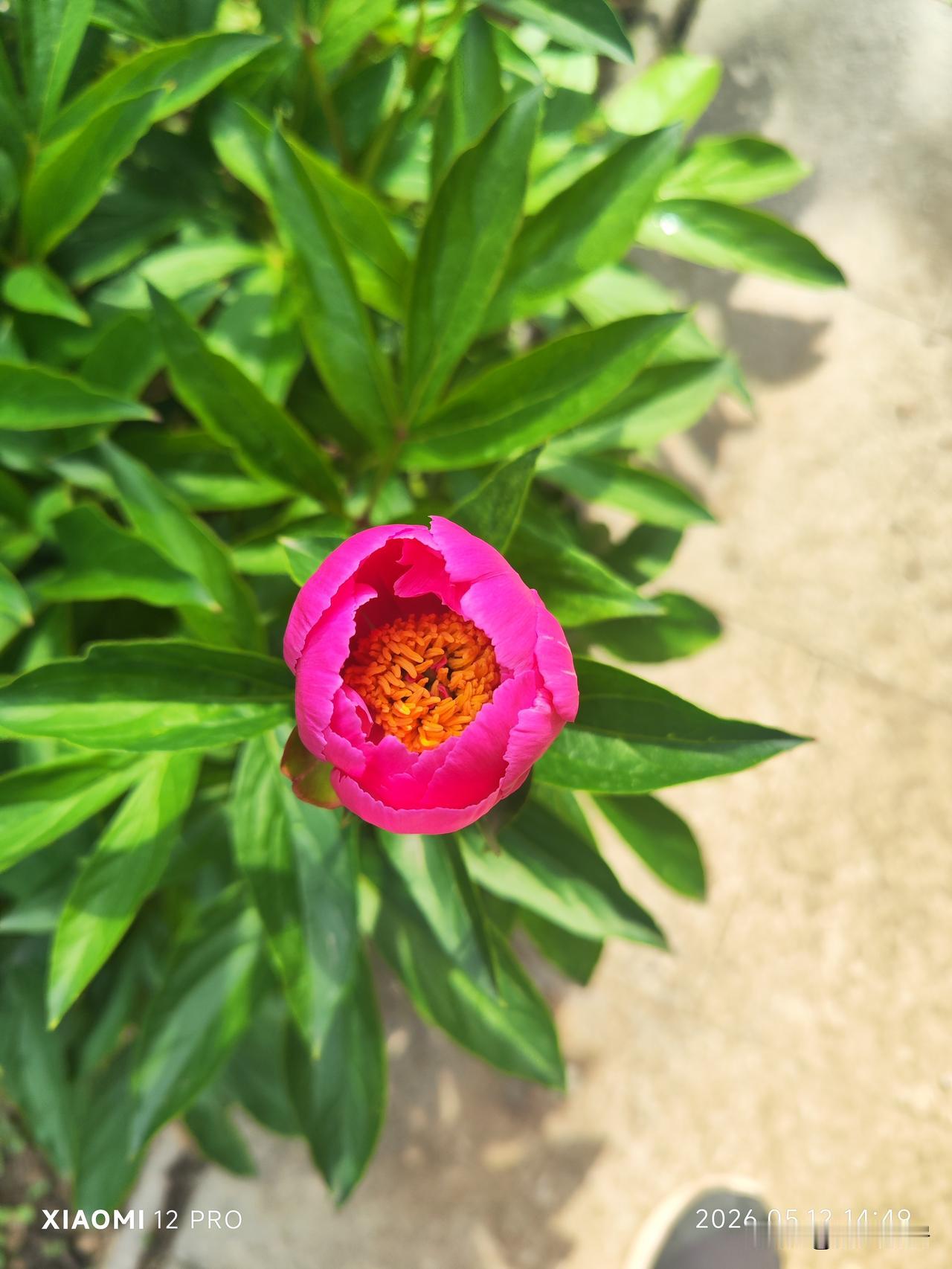 这不，这几天，我养的芍药花陆续开花了。
芍药花养了好几年，一直没有正经开过花，去