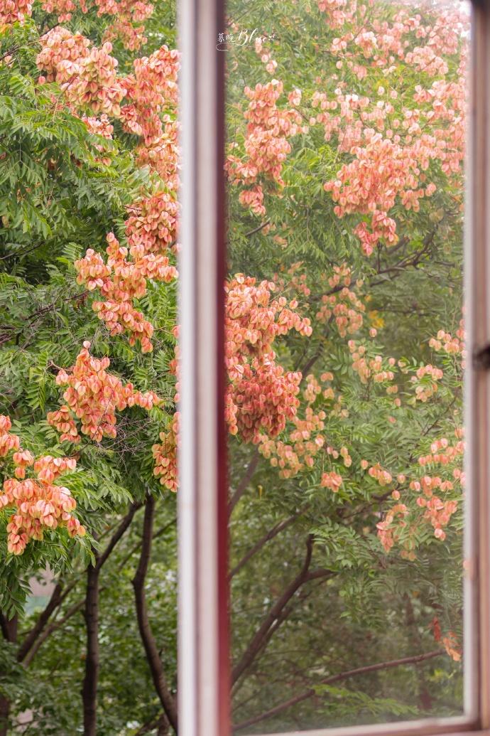 原来这就是史铁生笔下的栾树。 春夏默默生长，秋日满树金黄，安静又有力量。 像极了