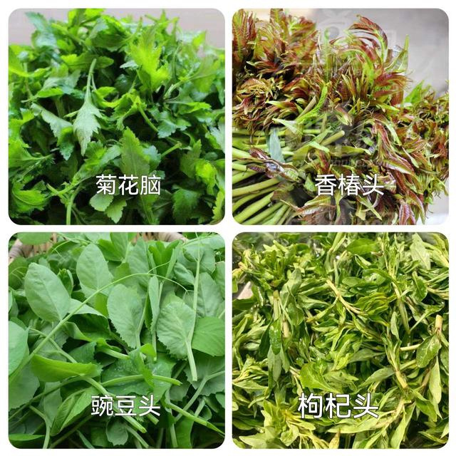 #南京的春天被野菜霸占了#南京的春天最不能错过的就是吃七头一脑！踏春寻找野菜挖野