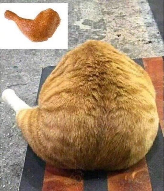 中午好，吃了吗，没吃的话请吃小猫鸡腿🍗 