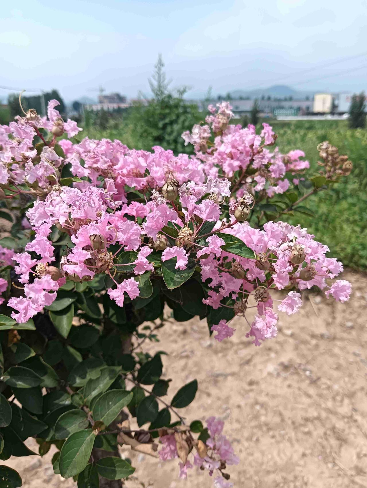 我的今日状态：😁轻松愉快
我这里的天气：☀️晴天
