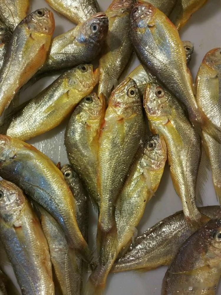 看了一个叫“沂青杜哥”的视频，在城阳批发市场，新鲜的野生黄花鱼批发价5块钱一斤，