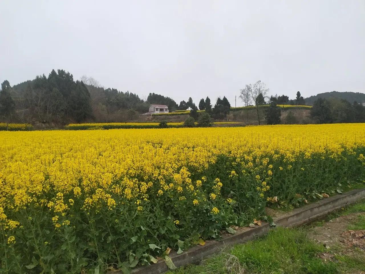 沉浸油菜花海

当你来到油菜花田间，放慢了脚步，赏一朵花开，染一身花香，聆听风的