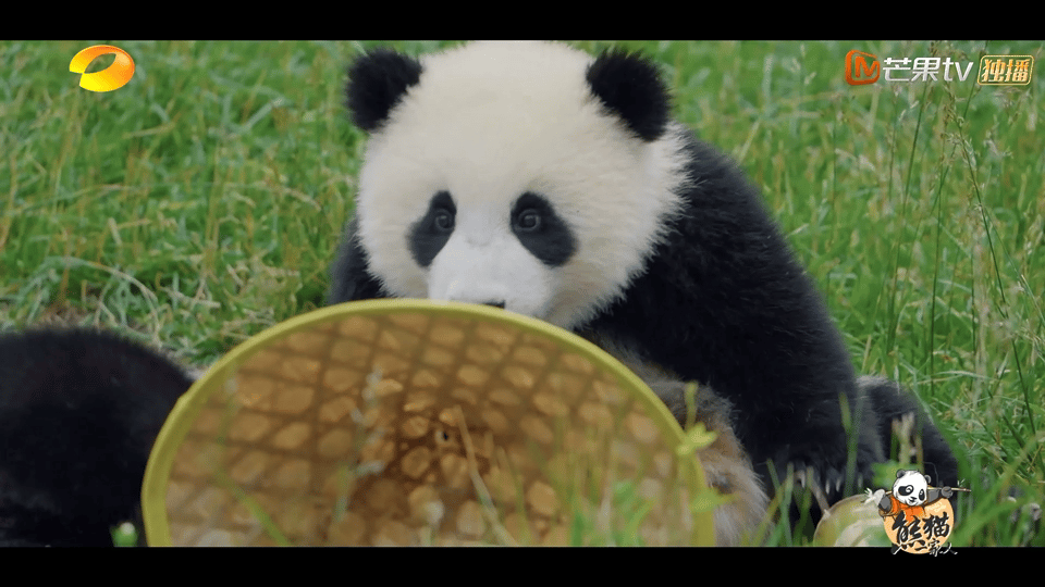 #熊猫的家最终还是在大自然#看到这一幕的我也是有点儿动然了，大熊猫的家最终还是要