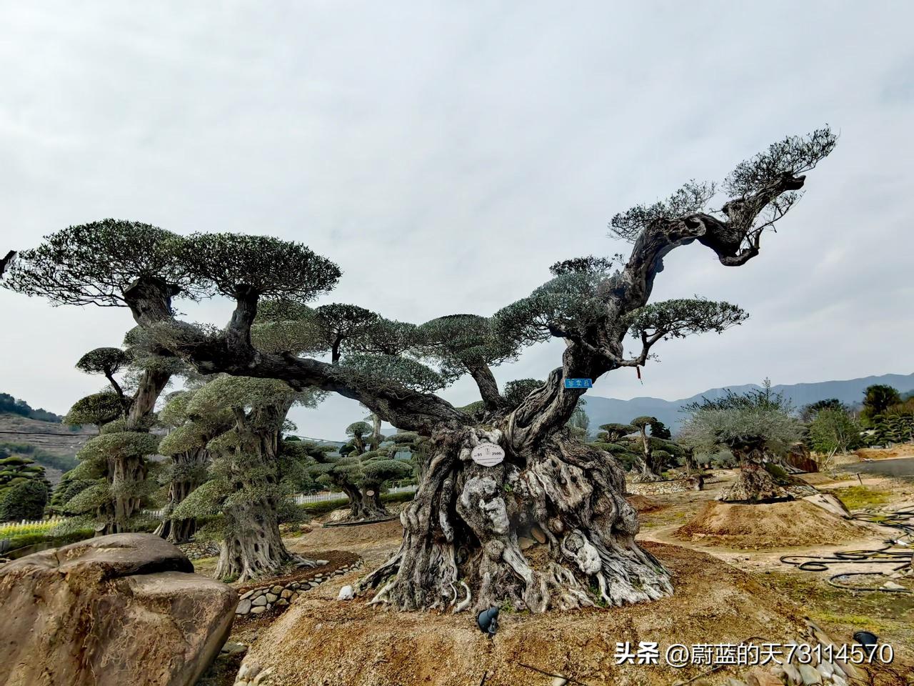 [这神树，神奇了]
西班牙千年油橄榄，又称长寿树，生命树，是地球植被中的活化石。