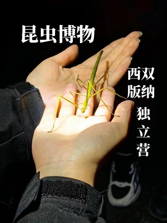 西双版纳自然博物独立营｜回归自然研学大地