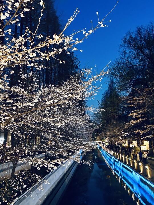 南京珍珠河夜樱已上线💙3.20实拍live📸