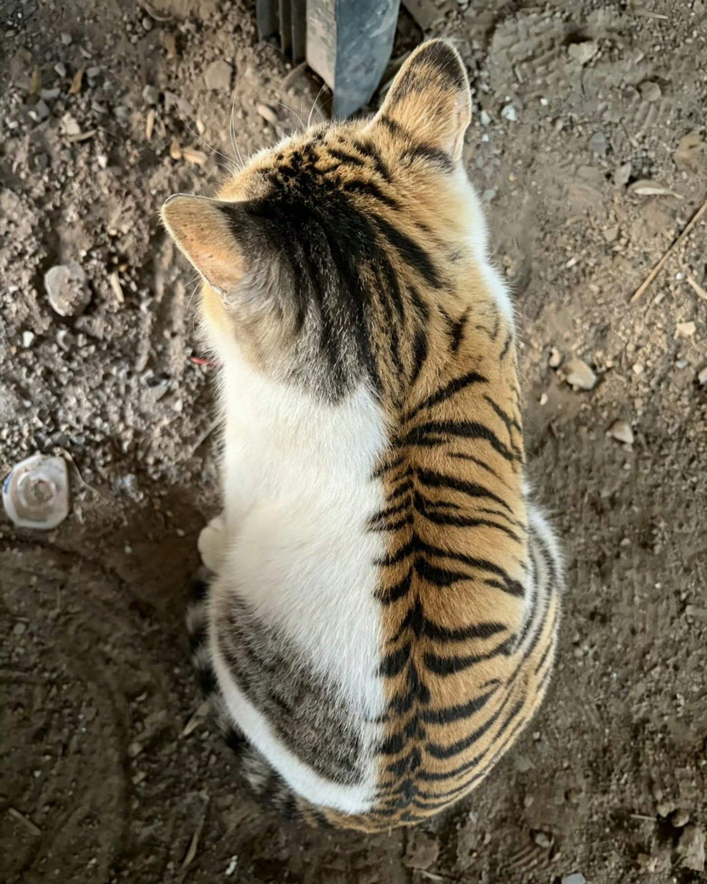 不玻璃心，给猫咪起个名字