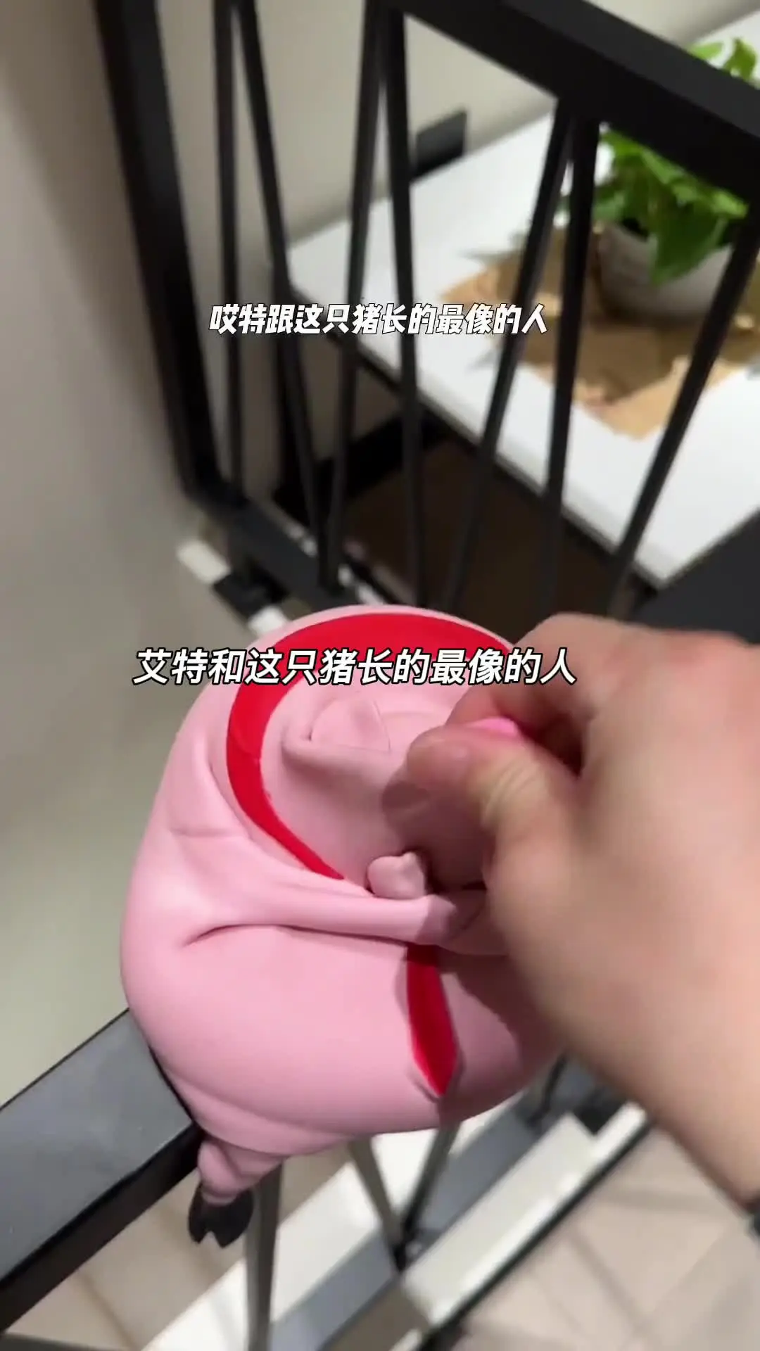 艾特和这只猪长的最像的人 解压玩具