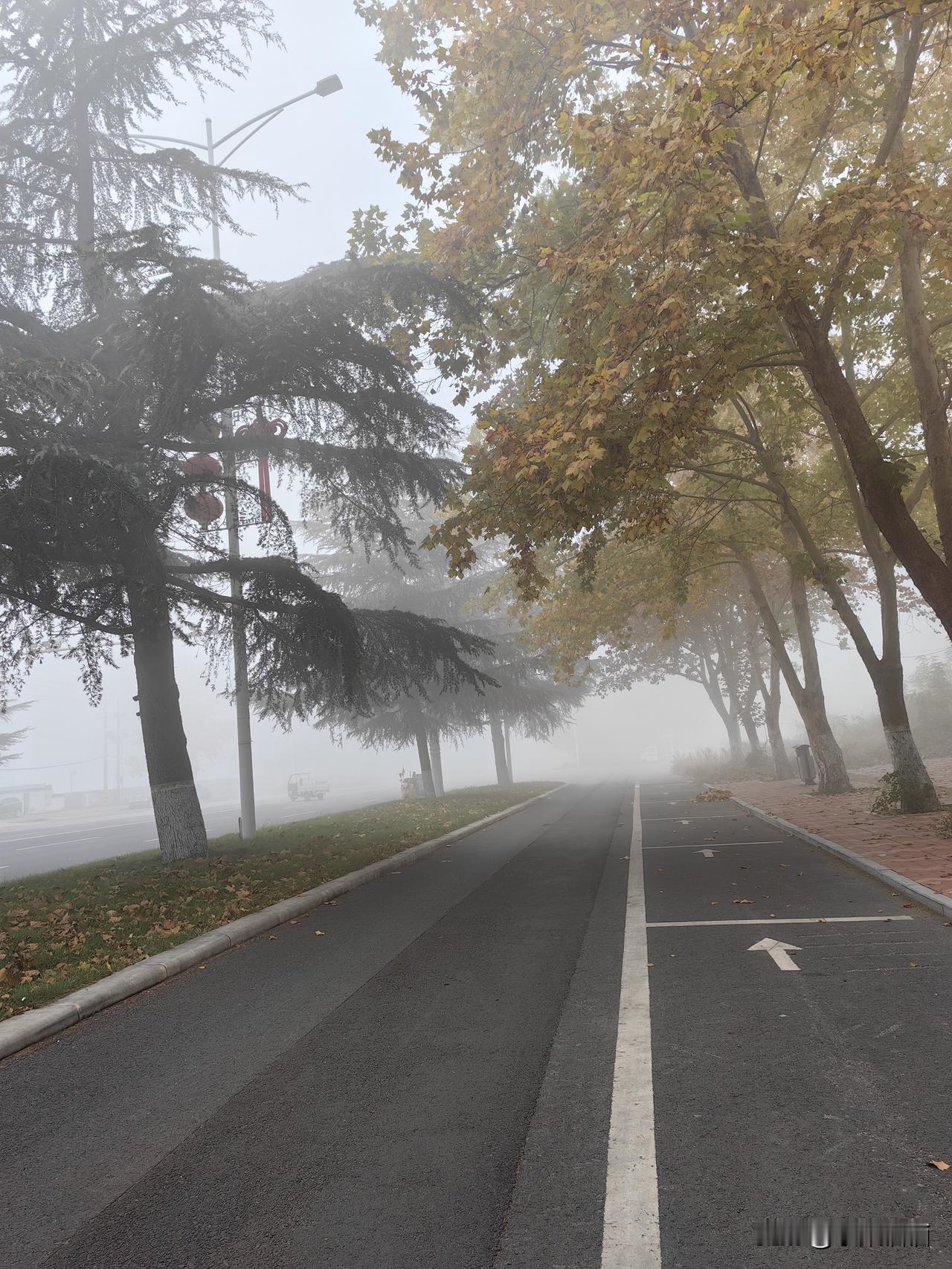 雾裹住了秋的尾巴，
路两旁的树叶半黄半绿，
像被水汽晕开的颜料。
红灯笼在松枝间