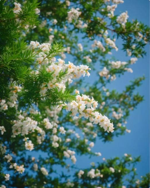 北京协和医院张海敏博士说：“千万别追求快乐，你要追求平静，哪怕追求无聊也比追求快