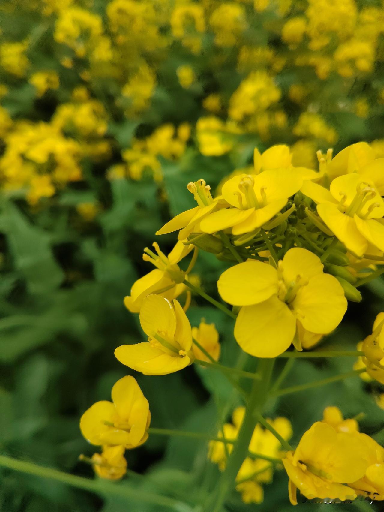 时代在变，人们的思想也在变，各种习俗也在变改中。

昨天，老家一位近门叔叔病故了