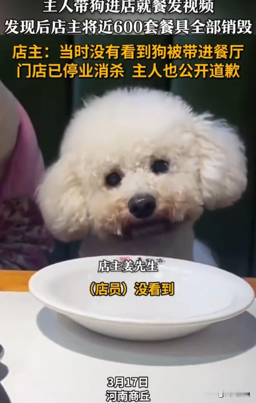 你以为是萌宠日常，老板眼里却是卫生红线！这波“暴力”消杀，我居然站老板？
河南商