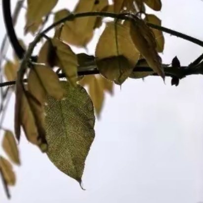 虽然诚信看不见、摸不着，但它体现了一个人的良心、品德、精神。让我们把诚信带到世界