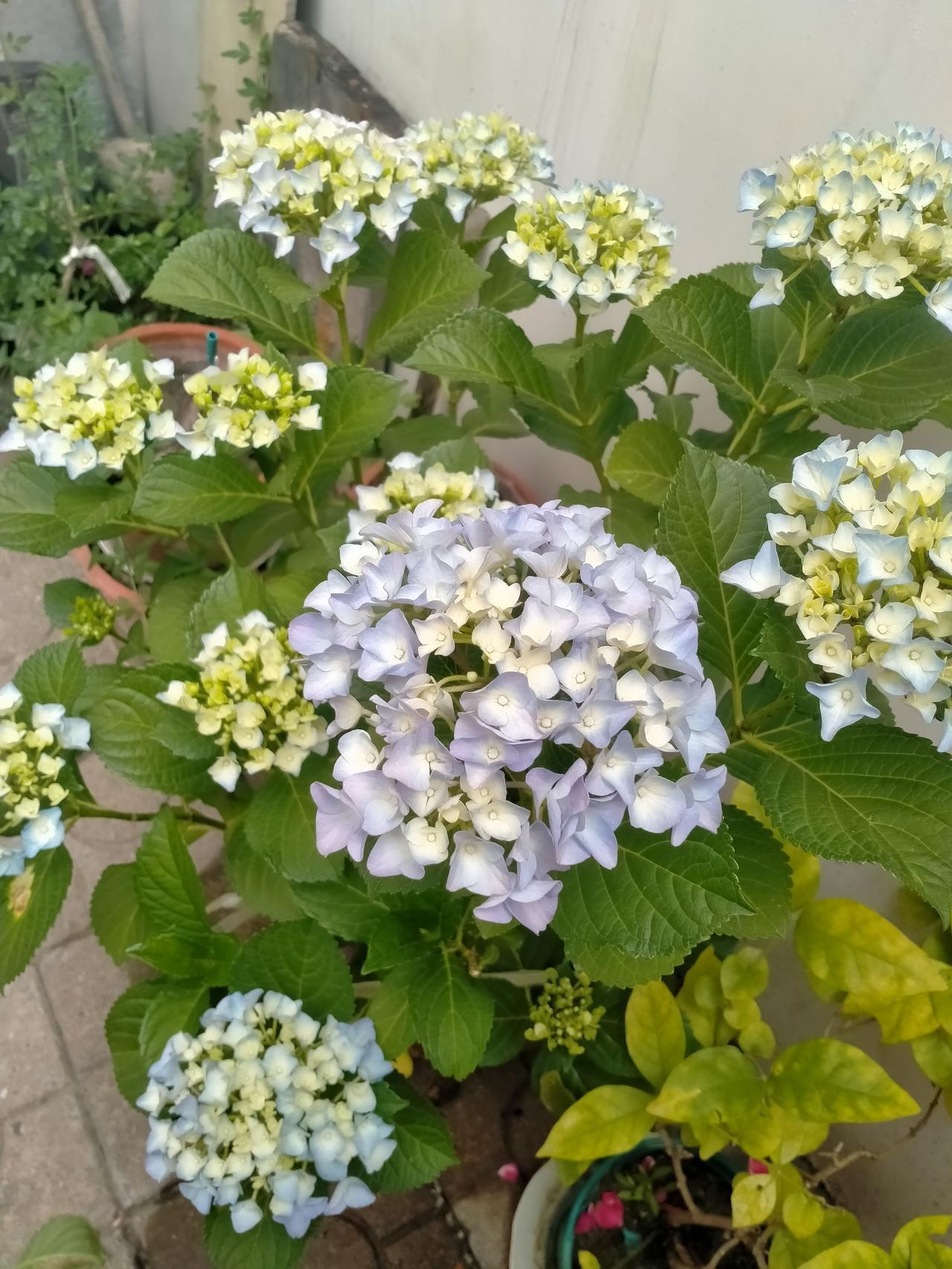 我们家小院花儿朵朵开。