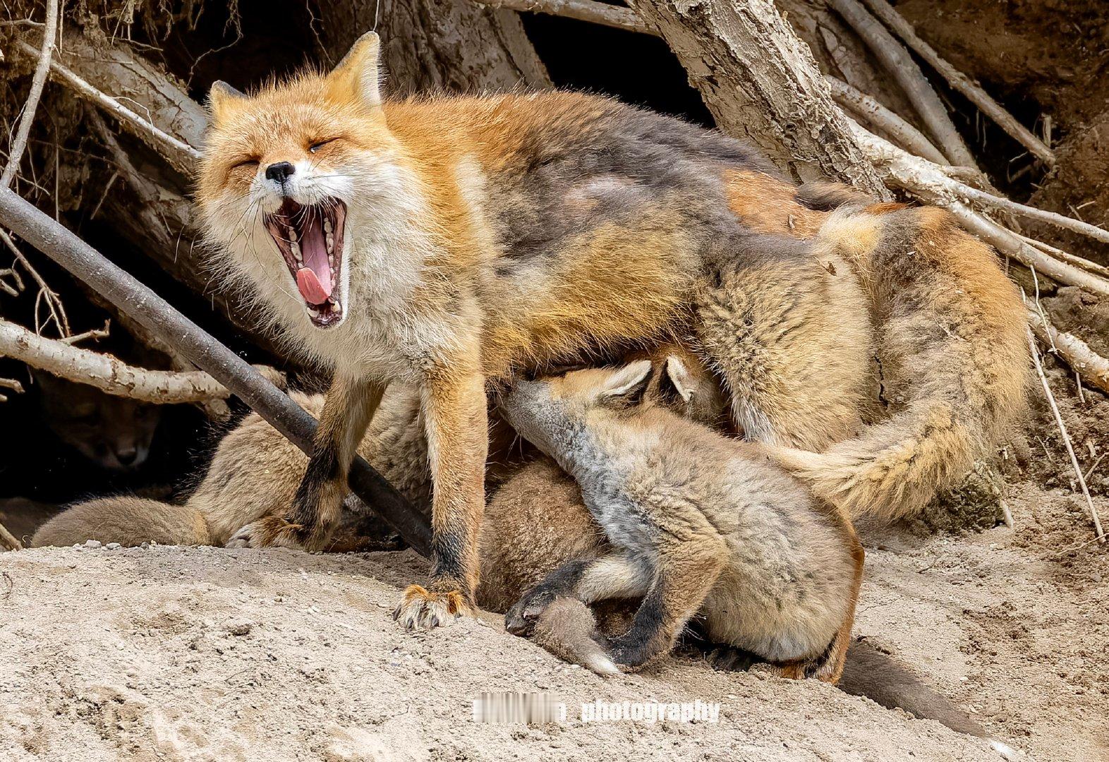 妈妈好像没有休息时间🦊🍼💦©️hirokirin_photo 