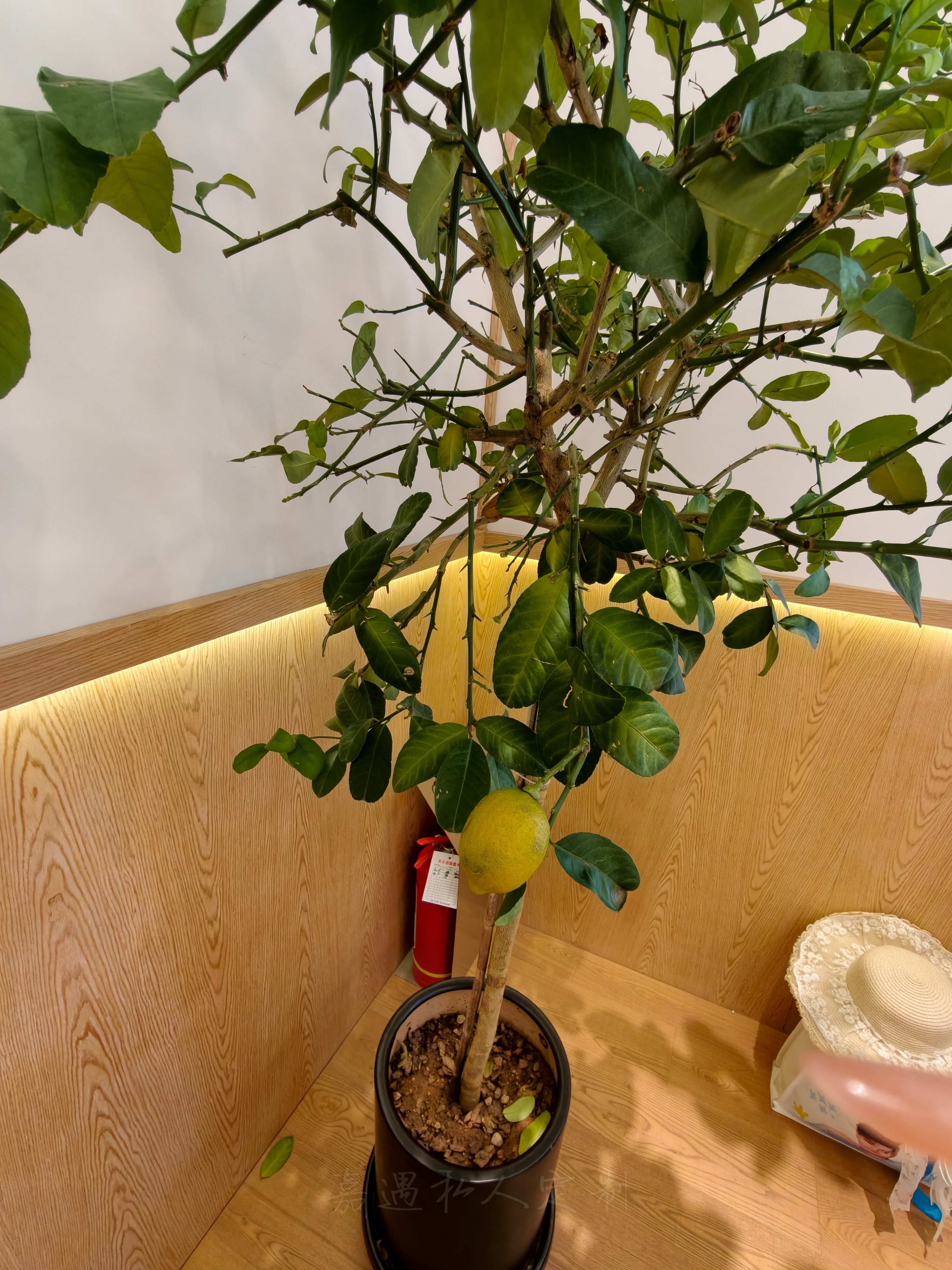 红房子的柠檬树都分外好看