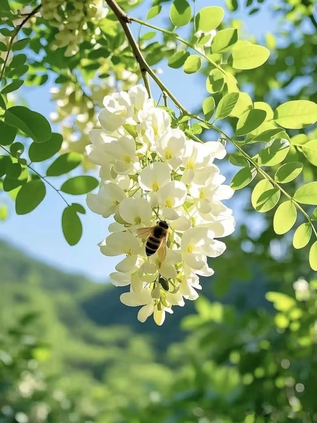 咏  槐  花   
       李咸化
 
五月熏风拂翠柯，

琼英缀树雪婆