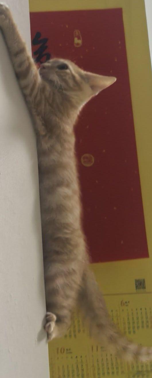 我的猫也会飞檐走壁~这只白猫让飞檐走壁具象化了