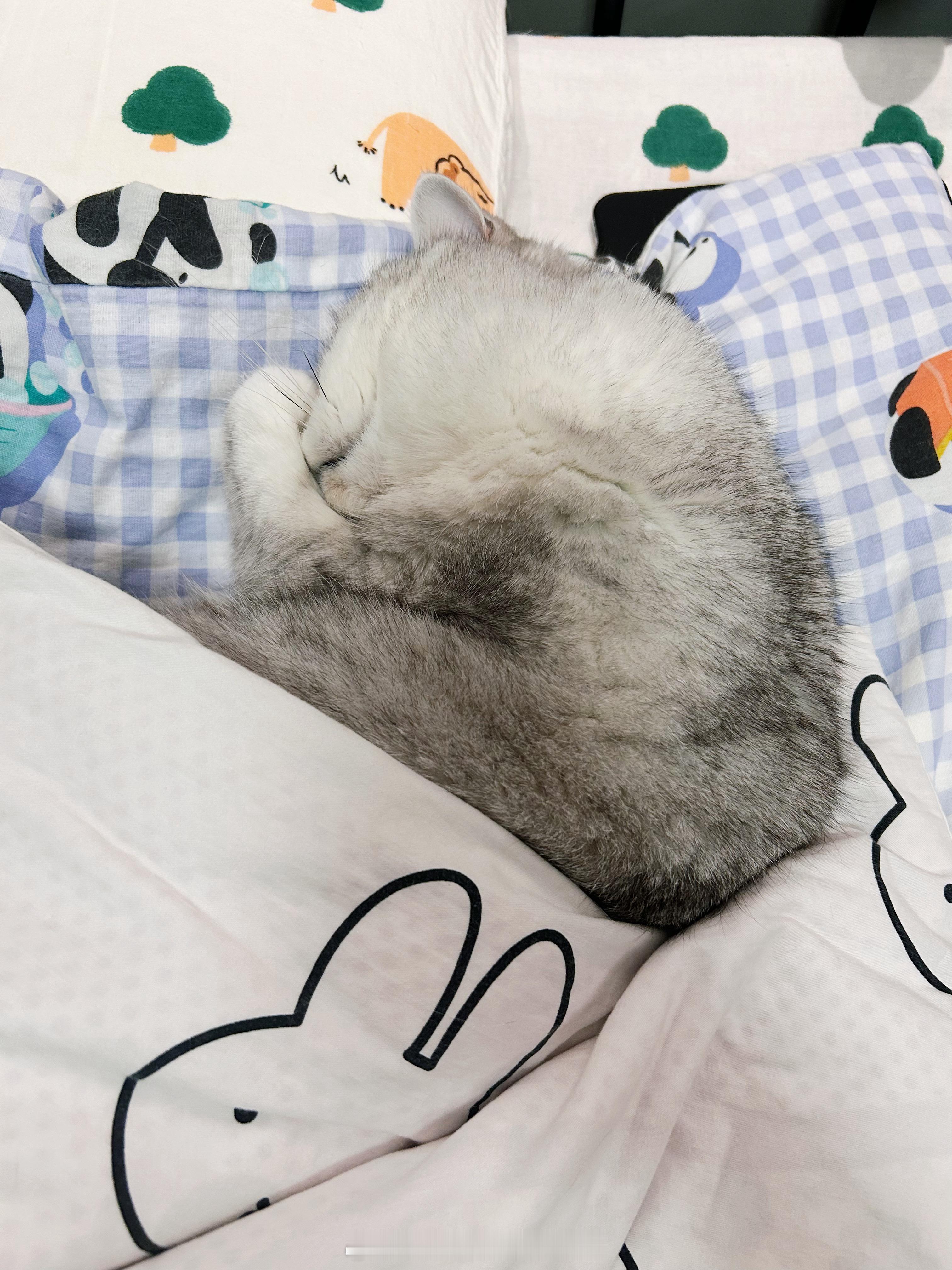 今天也有好好睡觉💤#年糕才不要小鱼干[超话]##春日萌宠随手拍# ​​​