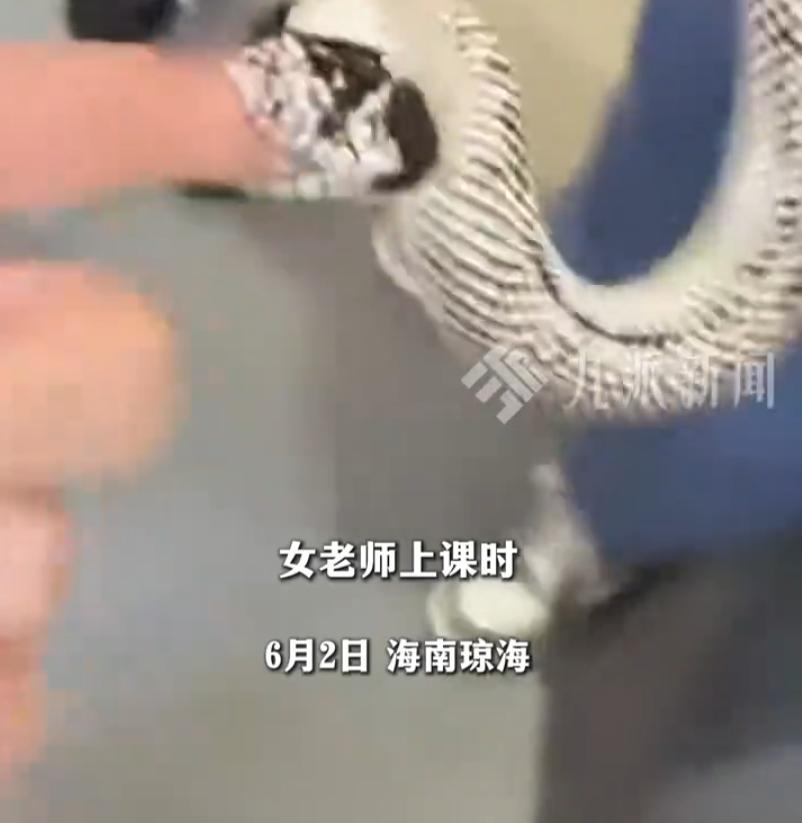 6月2日海南琼海，一名摄影课女老师带着自家饲养的加州王蛇进到课堂，用来当作学生拍