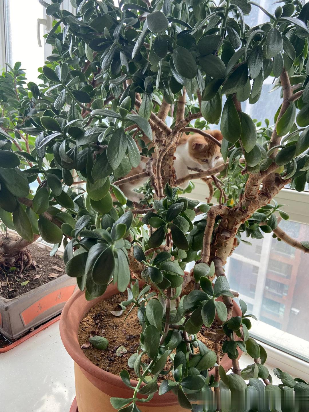 猫，淘气可以到达的程度！