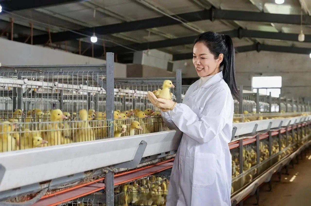 宁波领头鹅李玲带农户共富 宁波象山县畜牧兽医总站站长李玲深耕畜牧兽医工作，被养殖