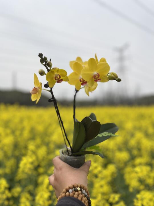 监工们 今早不播