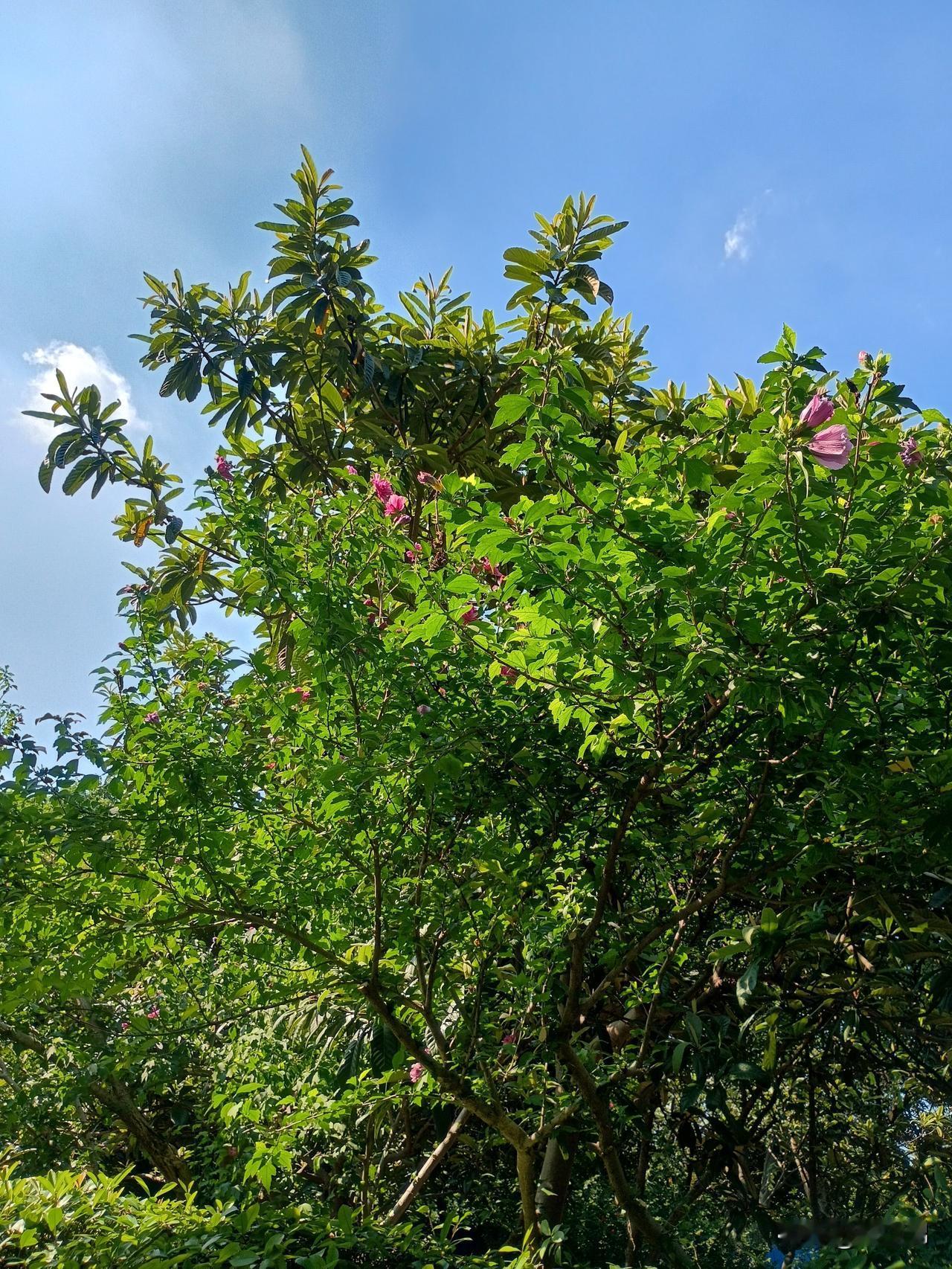 七绝｜立秋清风吟
清风渐起掩霞晖，
荡漾秋红碧绿飞。
丙午时光挥逝水，
仿佛岁月