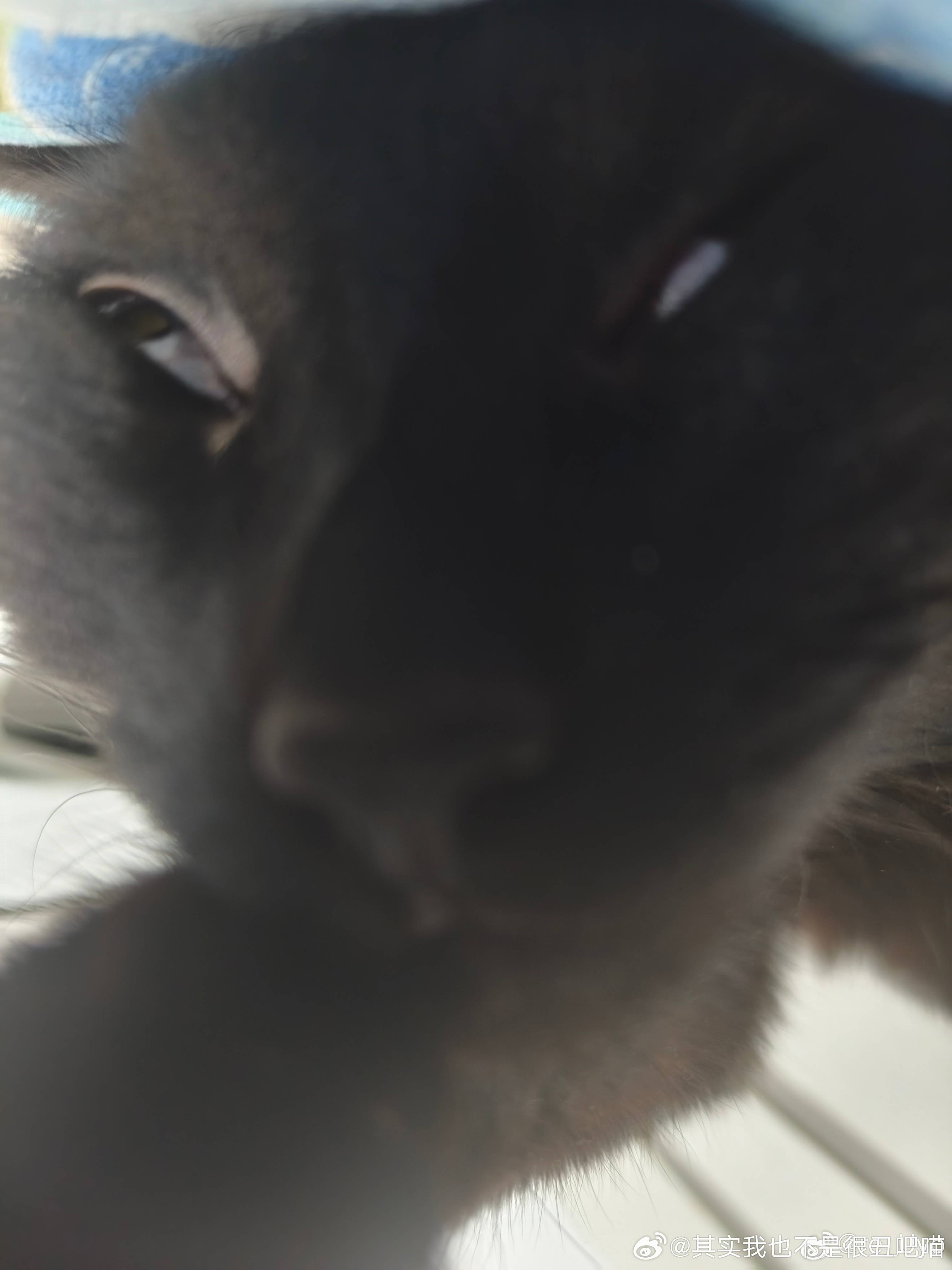 49755【丑猫】谁与之争高下 