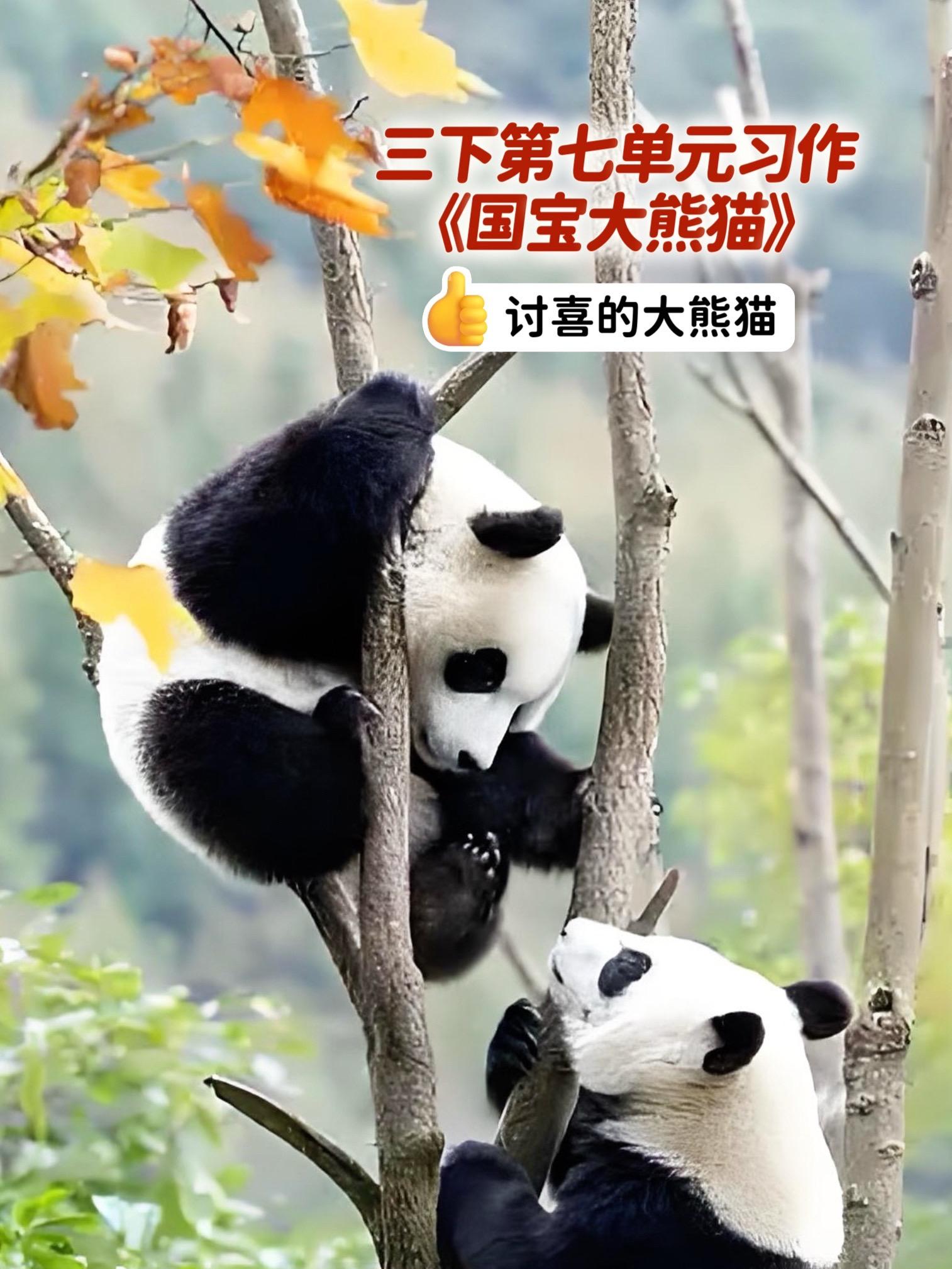《国宝大熊猫》——讨喜的大熊猫。小学三年级下册第七单元习作《国宝大熊猫...