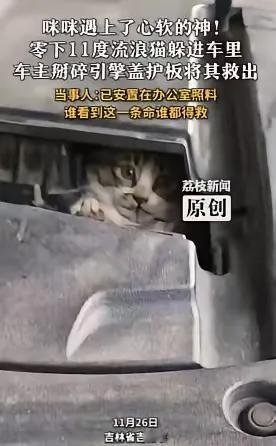 太有人情味了！”11月26日，吉林省吉林市，在零下11℃的严寒中，一只流浪猫为了