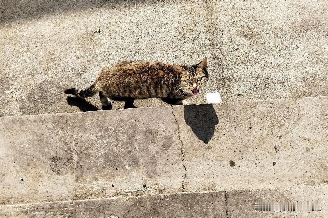 我家丢失了小猫咪终于回家了，俗话说:狗是忠臣，猫是奸臣，靠不住，我家这只小公猫不