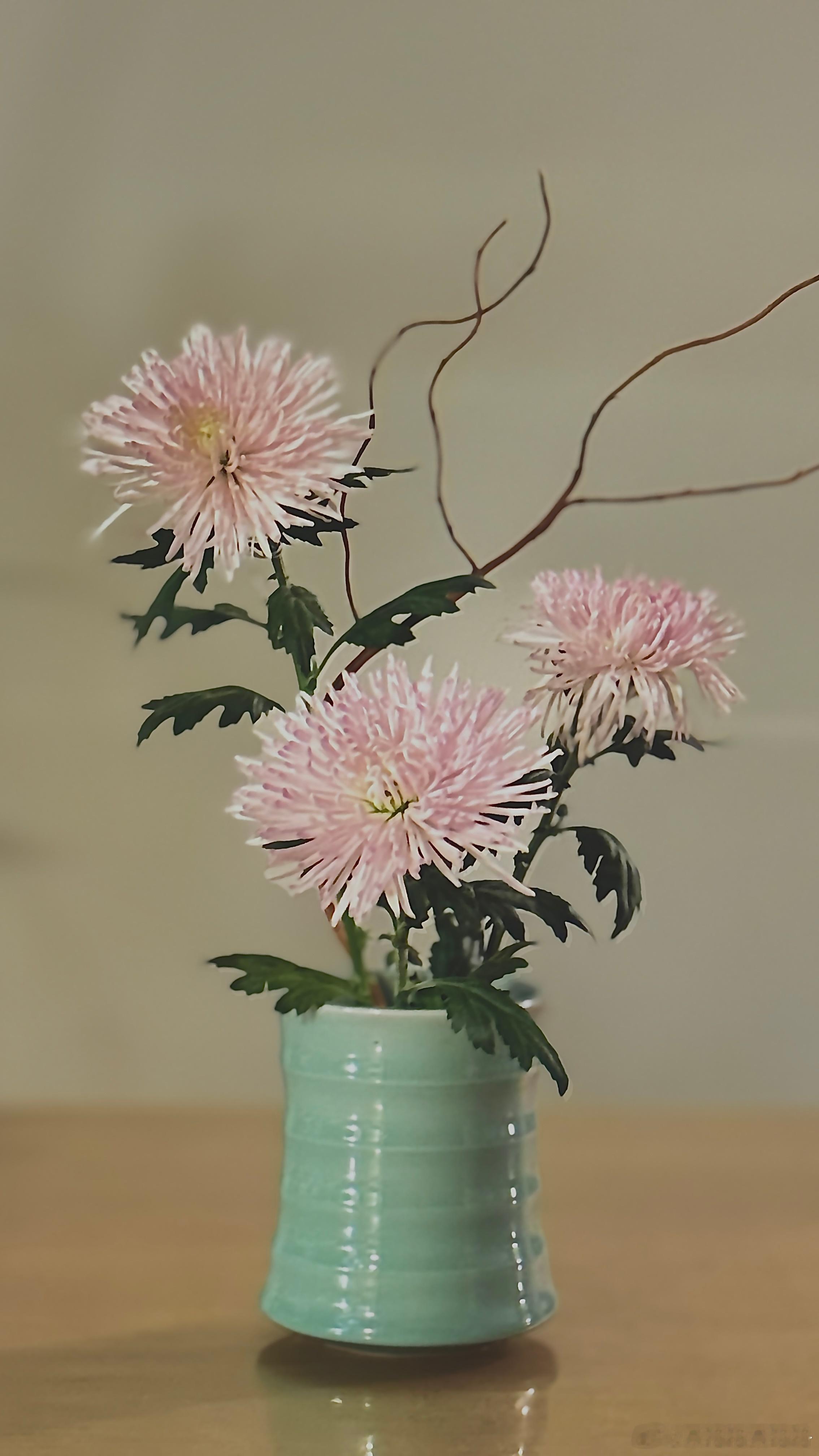 老陶的青瓷弦纹瓶配烟花菊。好久没插花，叮咚上买了最便宜十元三朵的烟花菊 