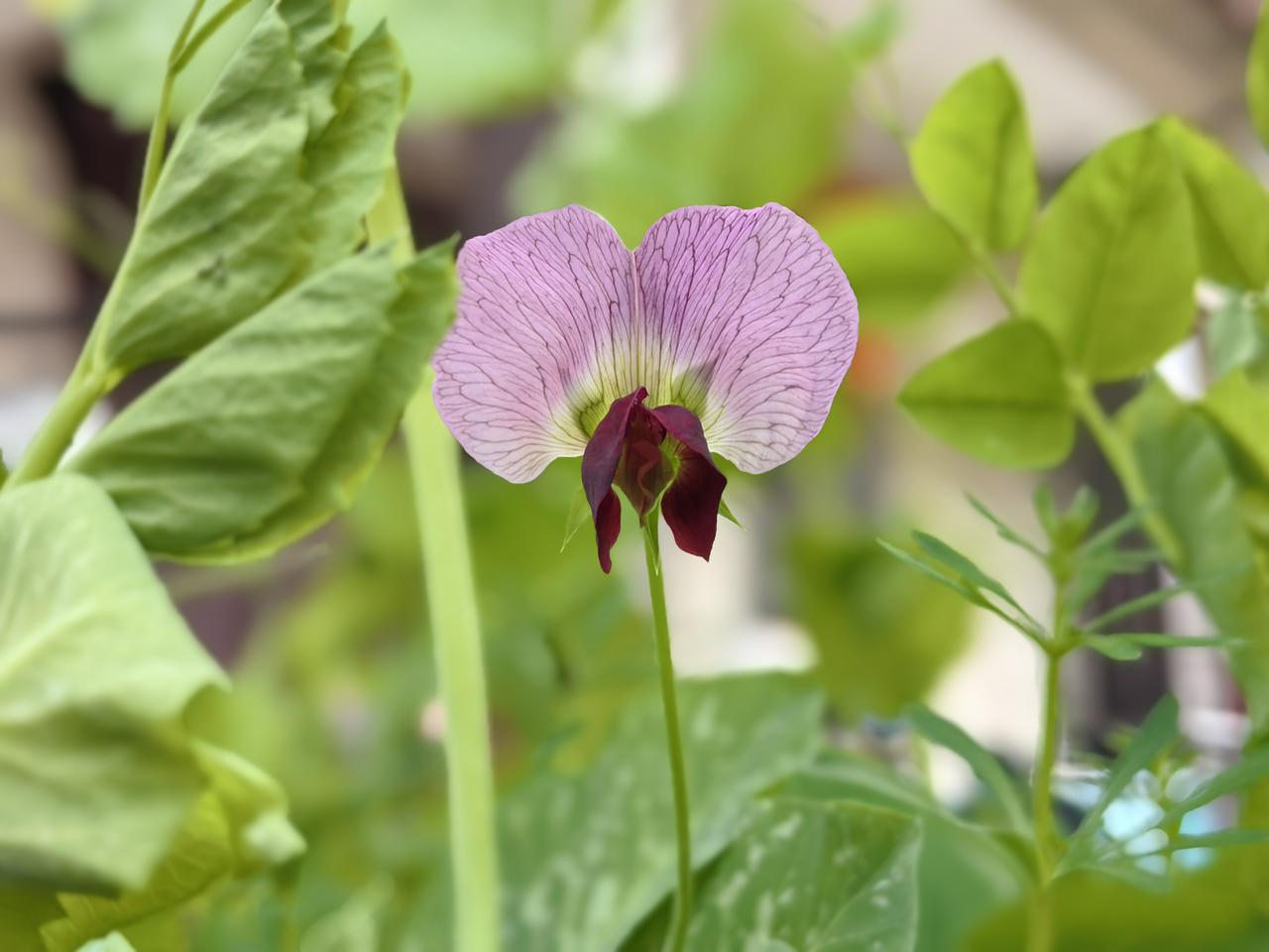 工作的地方没有房，有房的地方没有工作。

一对安徽小夫妻，租住着我家的房子，一年