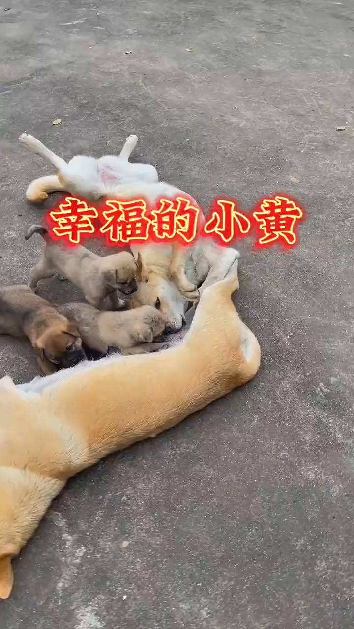 幸福的小黄车。