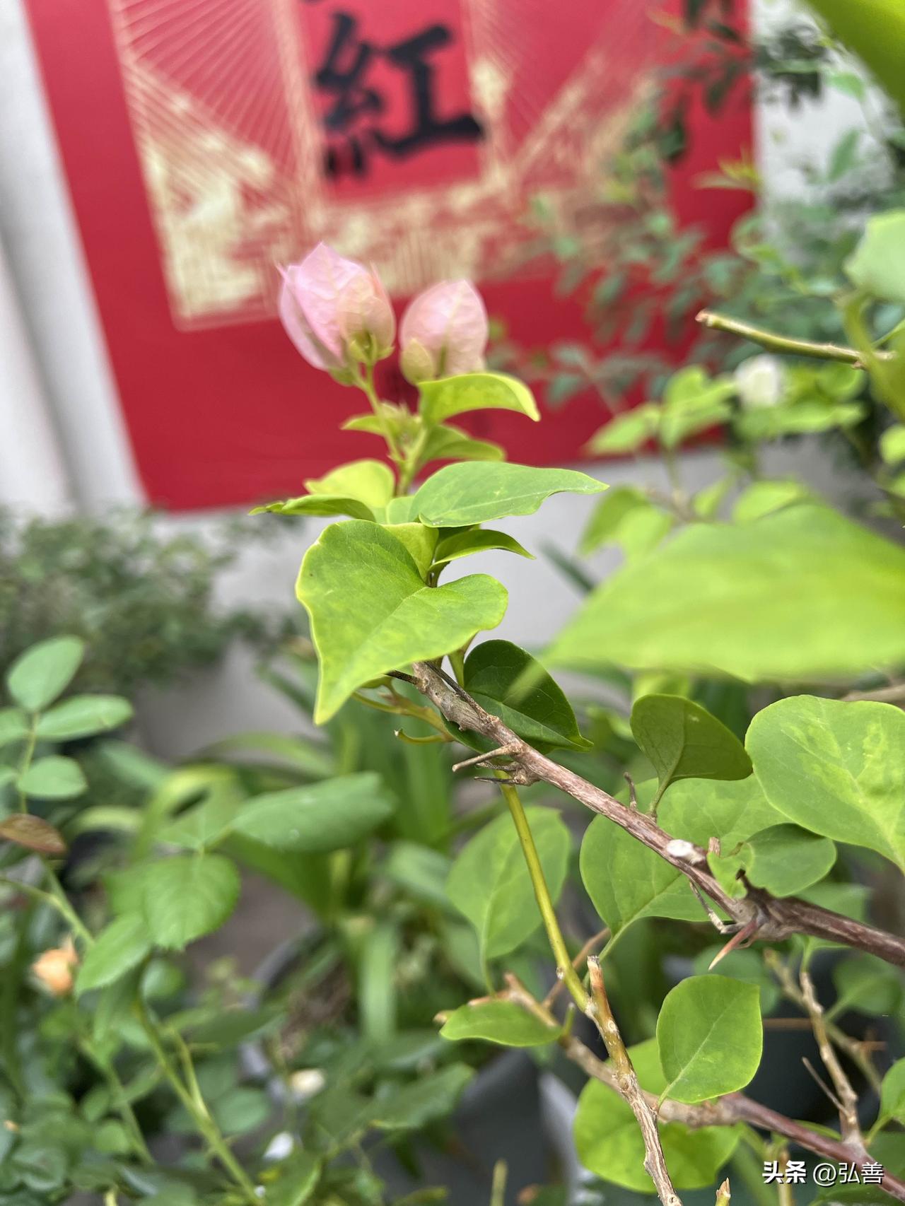 和大家分享漂亮的花虽然都是草花但在社区各个角落，像嵌在角落中的明珠。