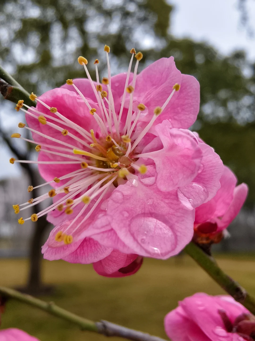 交换你手机里的一张梅花图