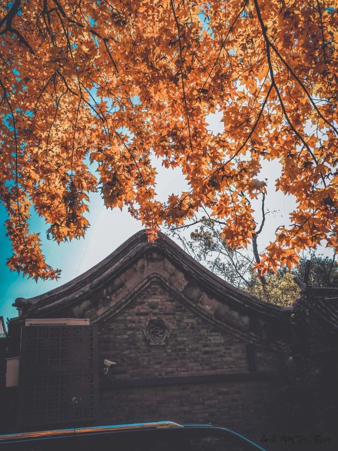 最喜欢秋天的北京，当银杏树叶变成金黄色，午后的暖阳照在叶子上，璀璨耀眼。晒在身上