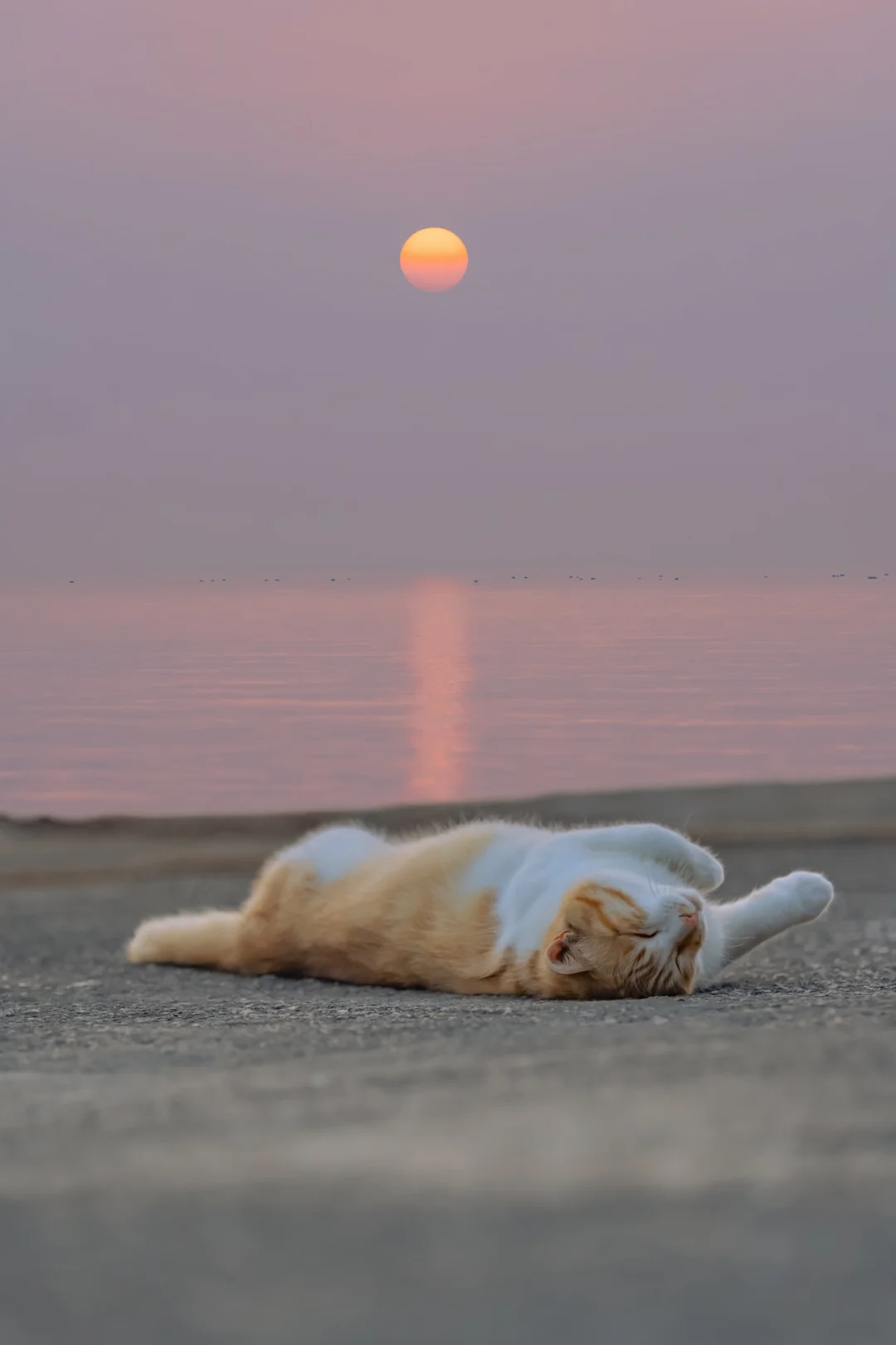 治愈人心的猫猫日历壁纸（二十六）